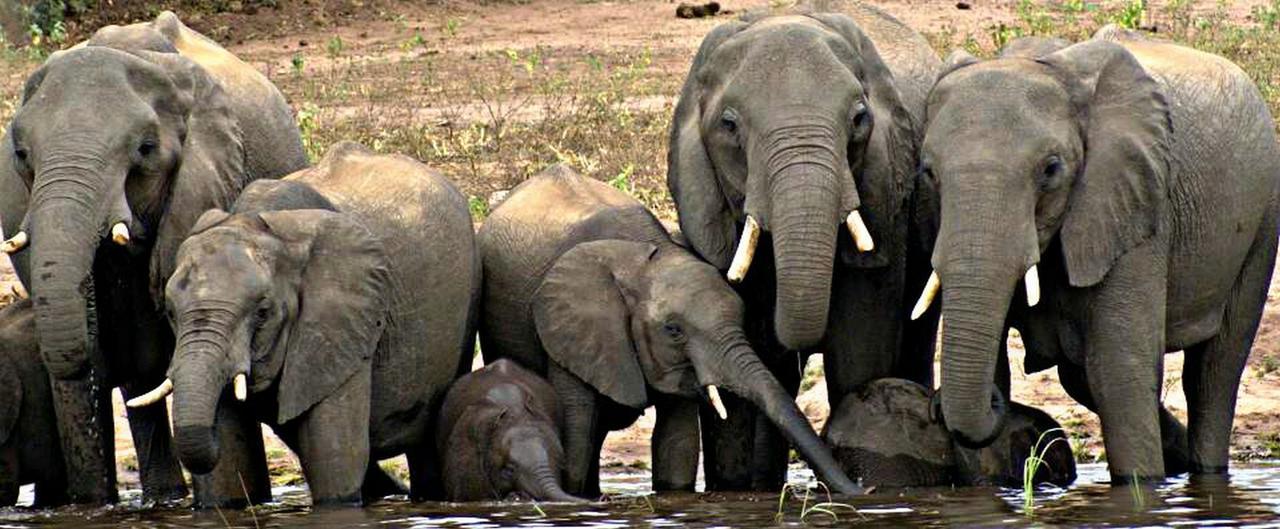 Kwalape Safari Lodge Касане Екстериор снимка