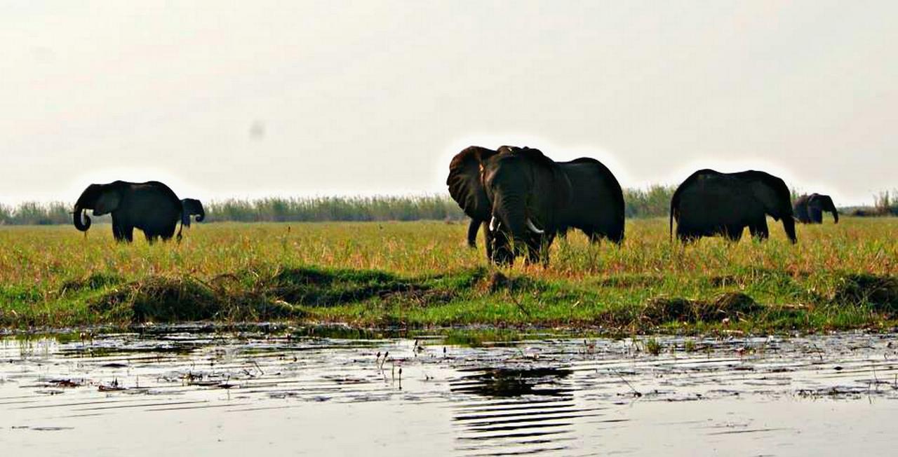 Kwalape Safari Lodge Касане Екстериор снимка