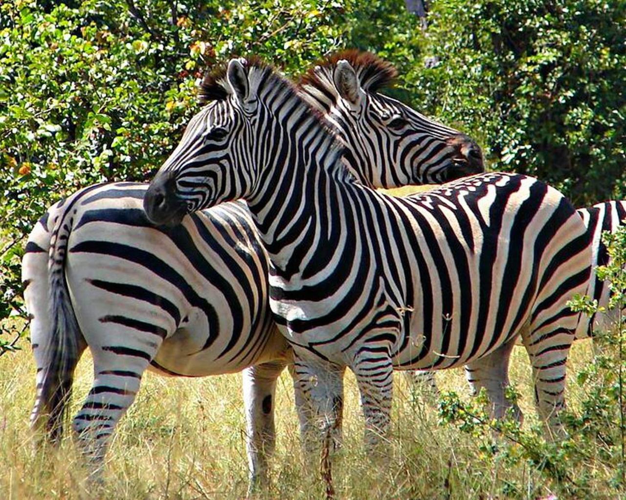 Kwalape Safari Lodge Касане Екстериор снимка