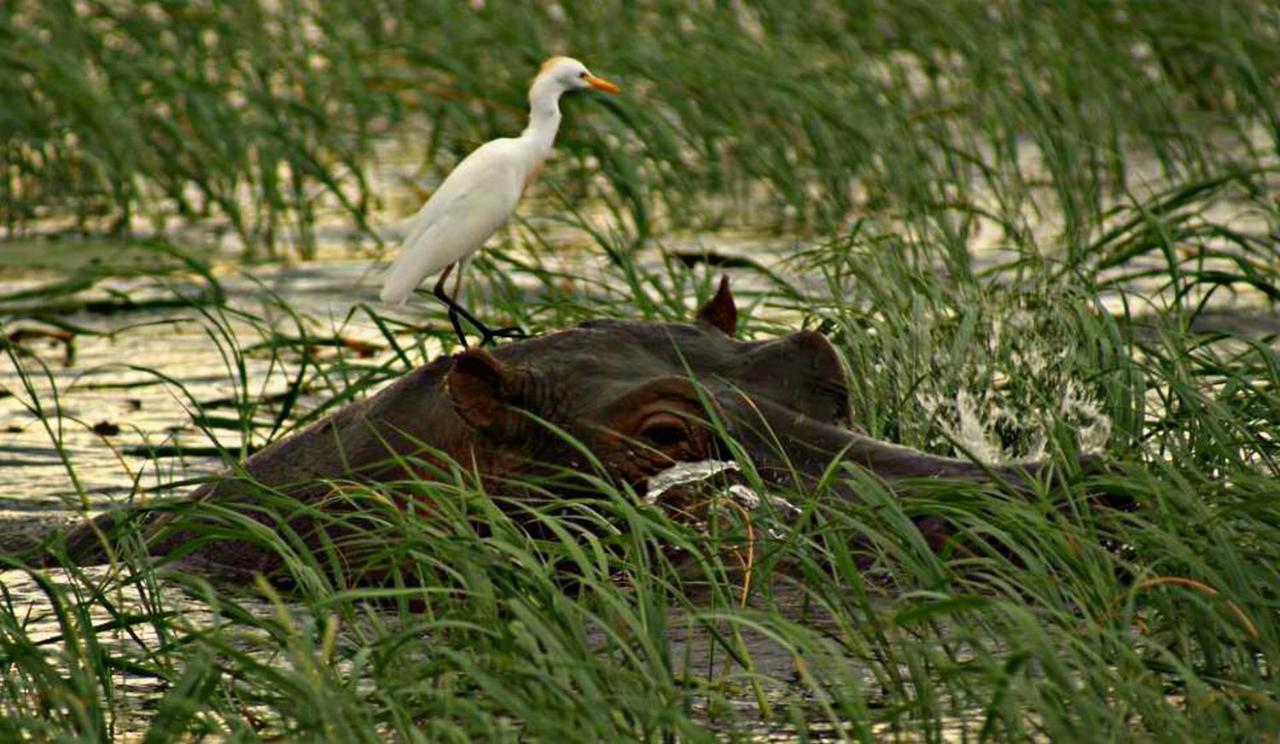 Kwalape Safari Lodge Касане Екстериор снимка